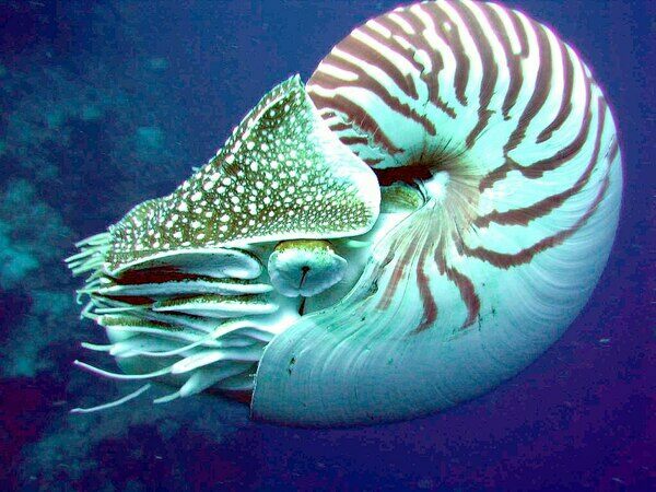 A picture of a modern day Nautilus.